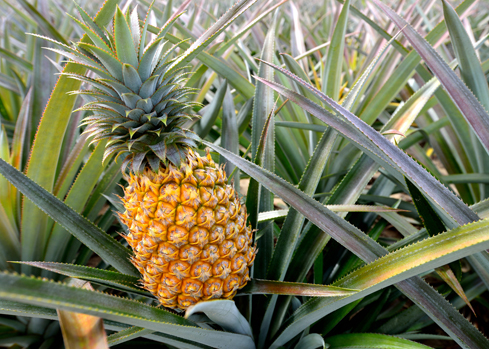 pineapple